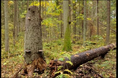 Березенский биосферный заповедник